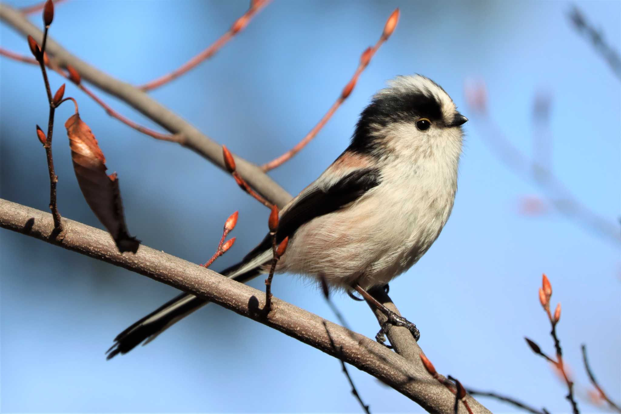 Photo of Long-tailed Tit at 金井遊水地(金井遊水池) by ぼぼぼ