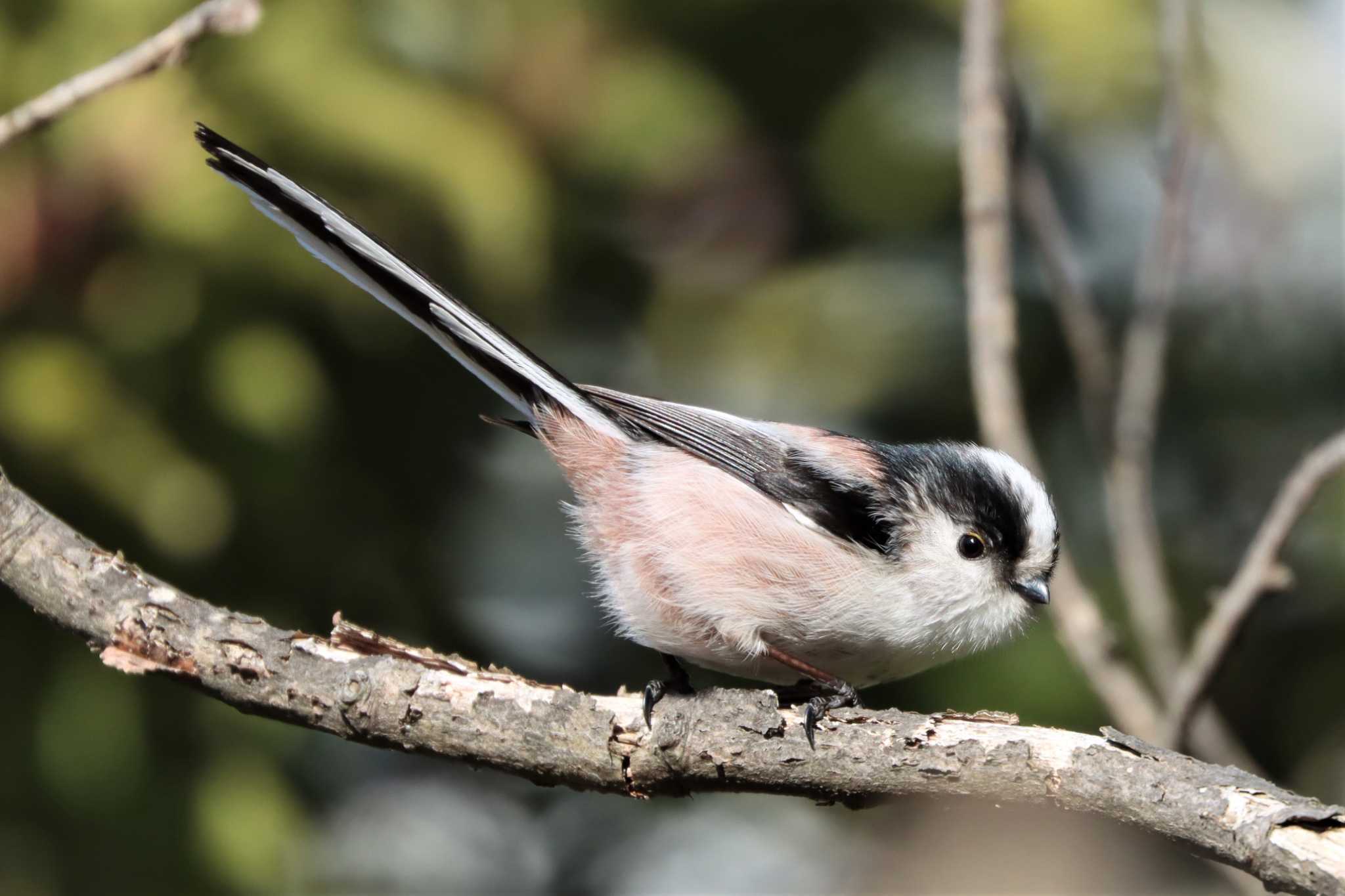 Photo of Long-tailed Tit at 金井遊水地(金井遊水池) by ぼぼぼ