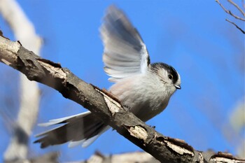 2022年1月15日(土) 金井遊水地(金井遊水池)の野鳥観察記録