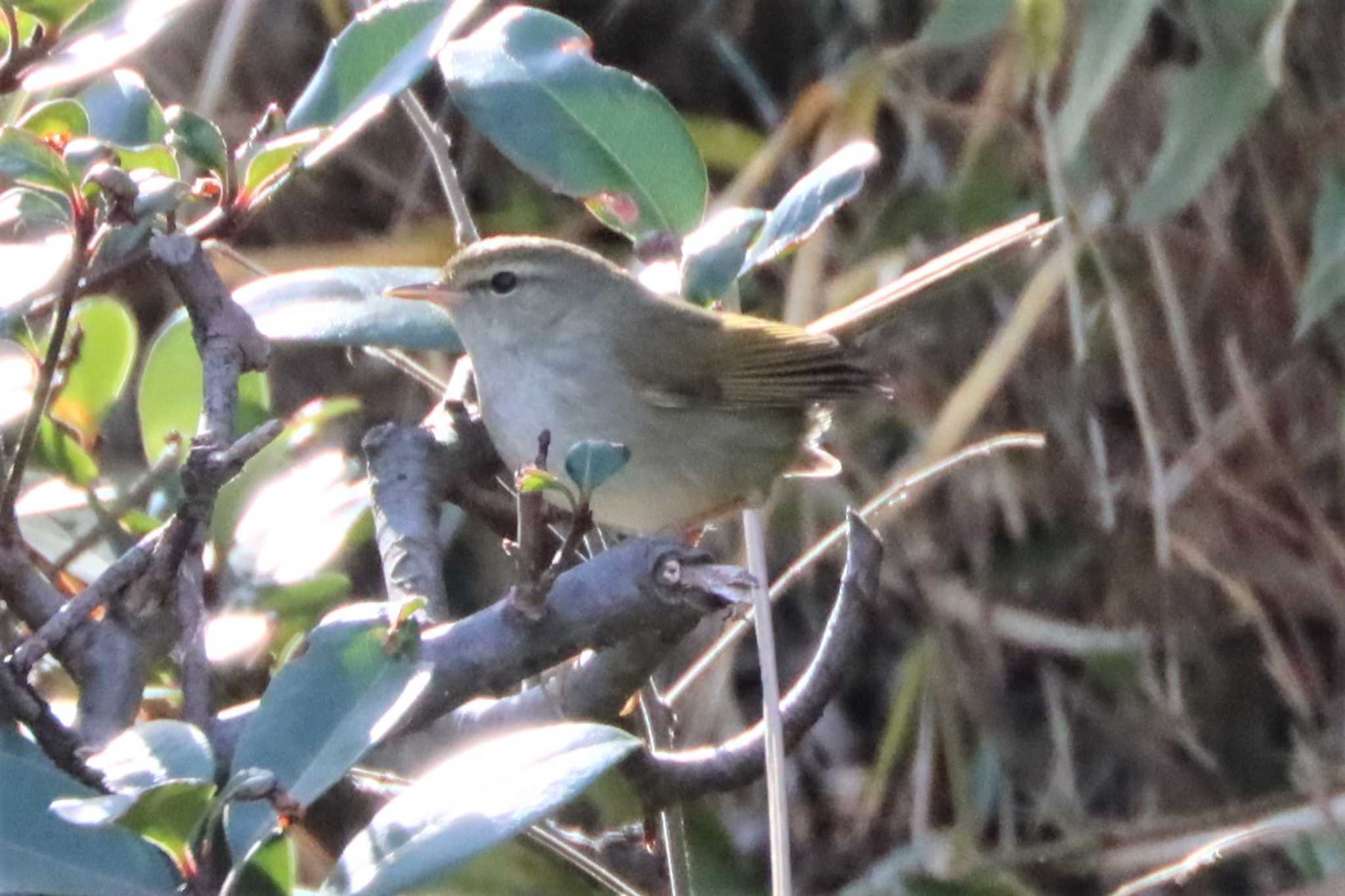 Photo of Japanese Bush Warbler at 金井遊水地(金井遊水池) by ぼぼぼ