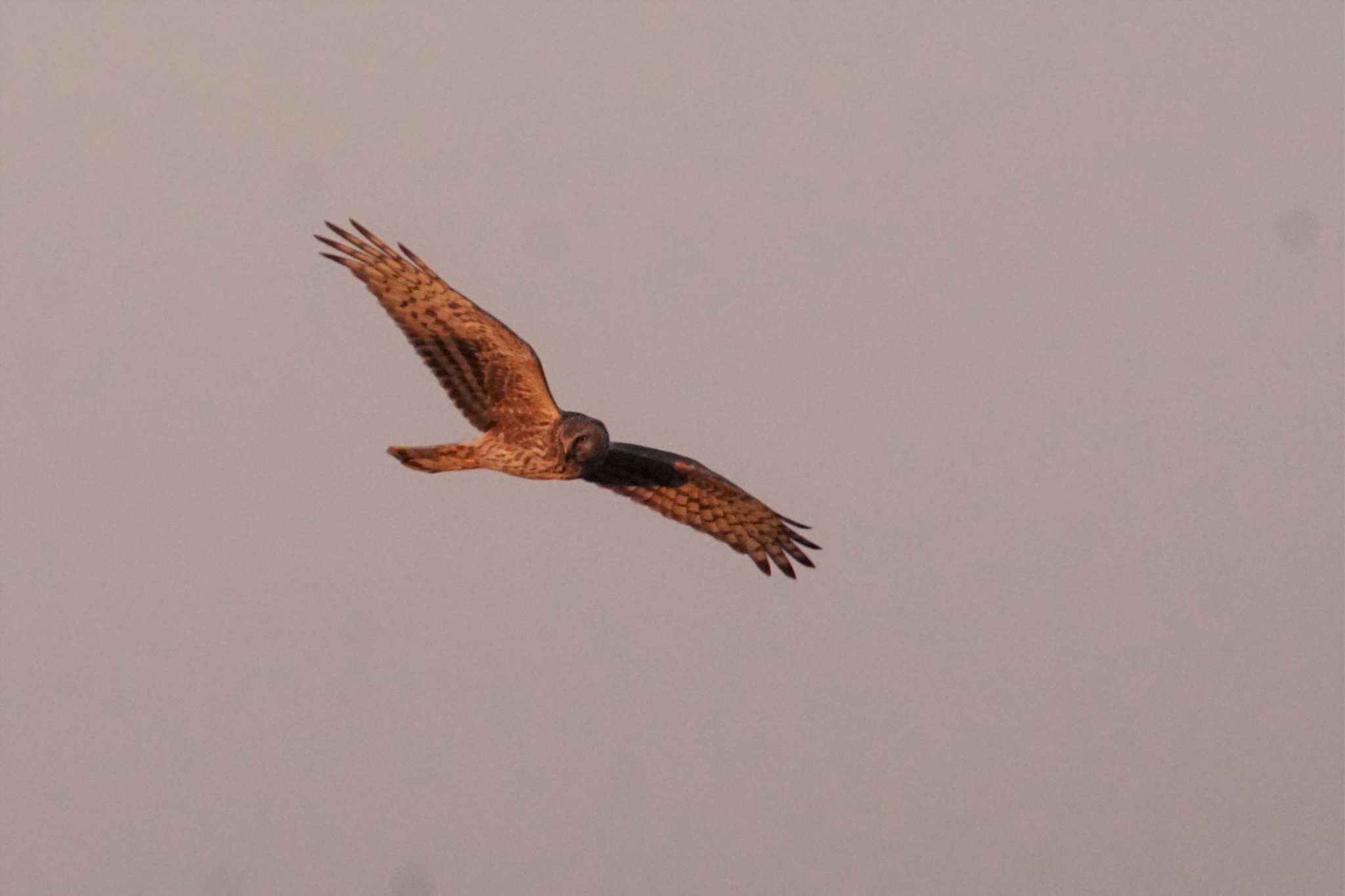 Hen Harrier