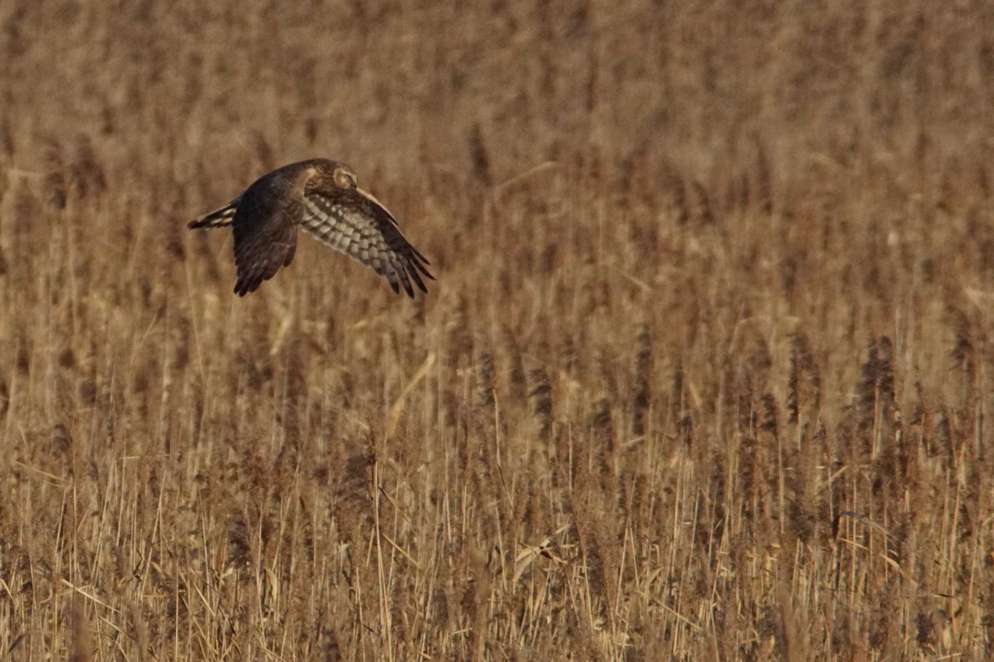 Photo of Hen Harrier at 涸沼 by bea