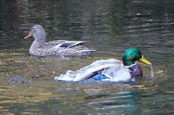 Mallard 富士浅間神社 Sat, 1/1/2022