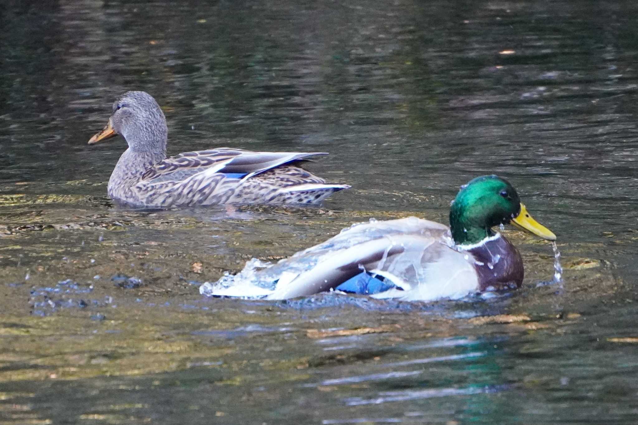 Photo of Mallard at 富士浅間神社 by 藤原奏冥