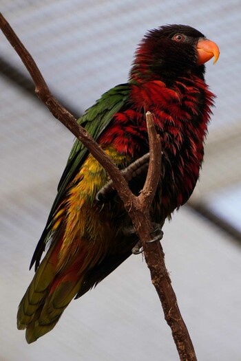 ヒインコ 富士花鳥園 2022年1月2日(日)