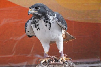 Augur Buzzard 富士花鳥園 Sun, 1/2/2022