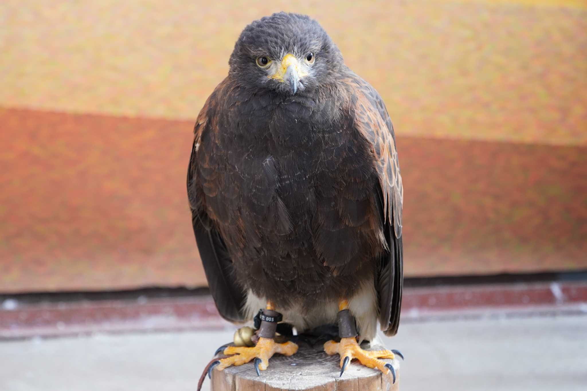 Photo of ハリスホーク at 富士花鳥園 by 藤原奏冥