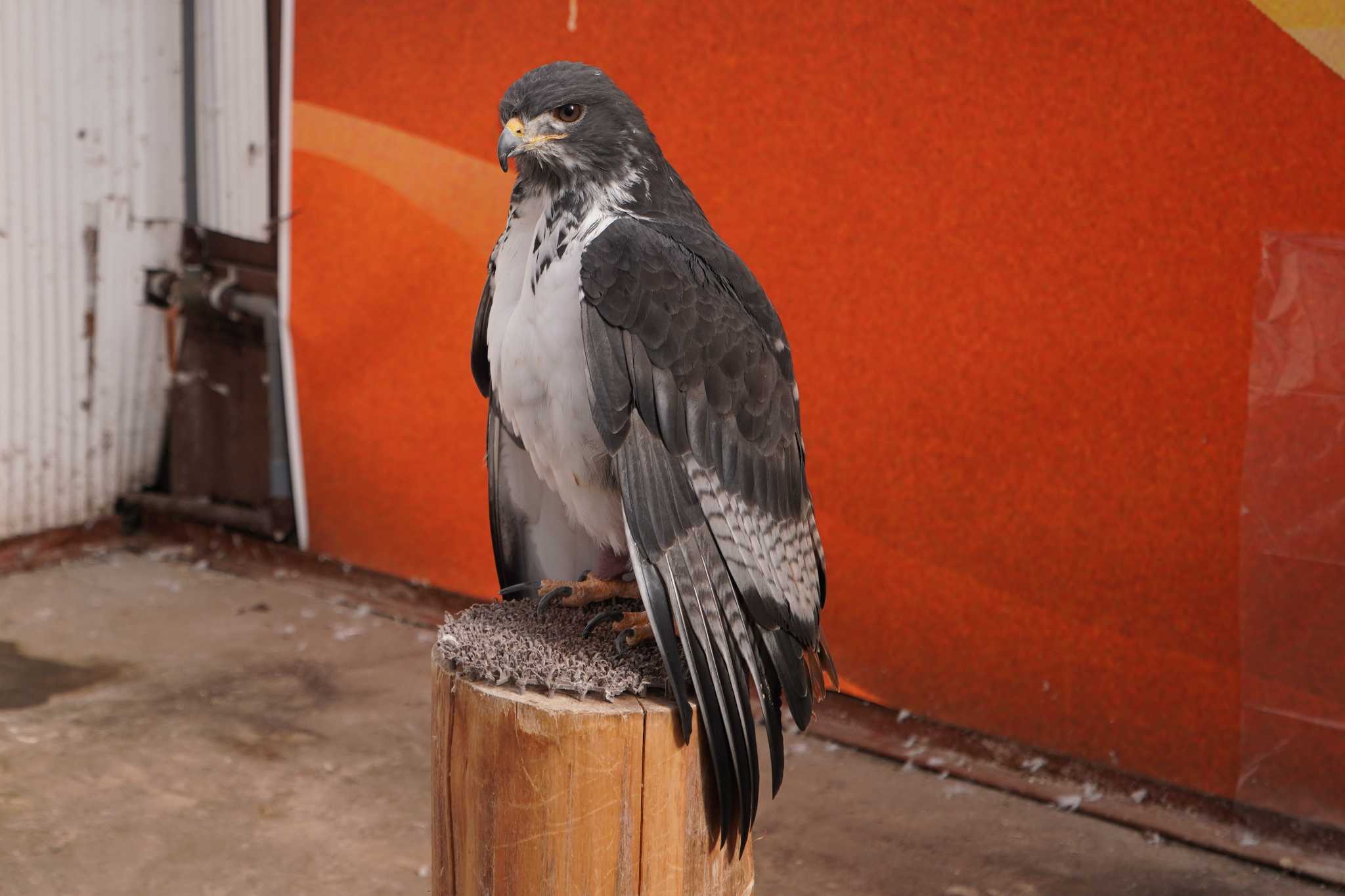 Photo of Augur Buzzard at 富士花鳥園 by 藤原奏冥