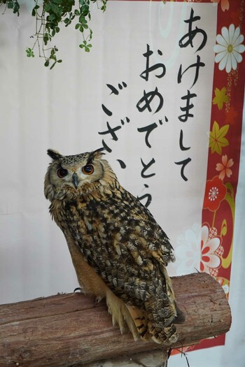 ベンガルワシミミズク 富士花鳥園 2022年1月2日(日)