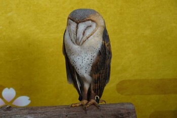 Western Barn Owl 富士花鳥園 Sun, 1/2/2022