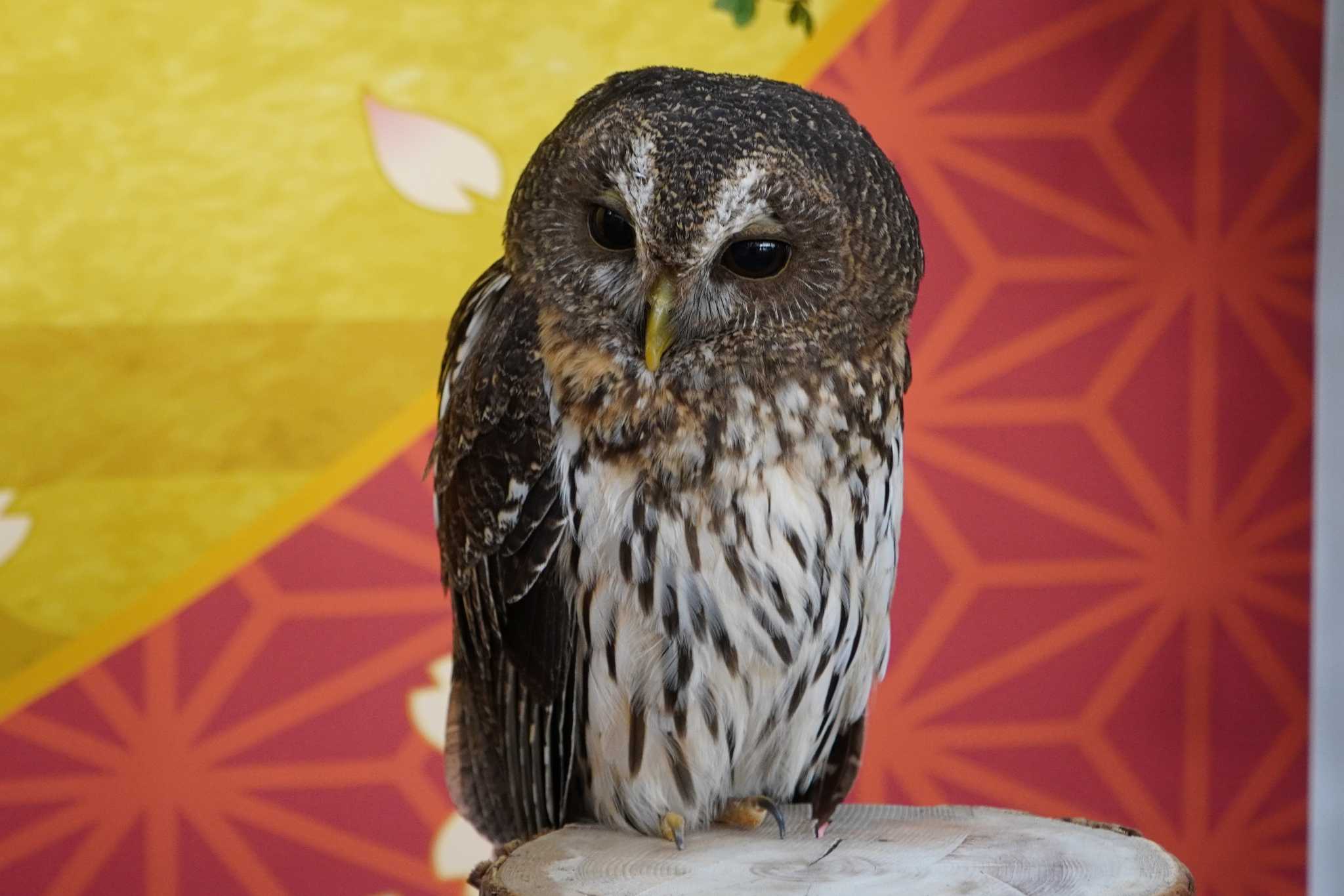 Photo of Rufous-legged Owl at 富士花鳥園 by 藤原奏冥