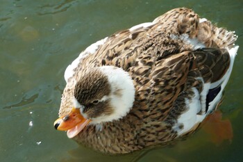 Mallard 富士花鳥園 Sun, 1/2/2022