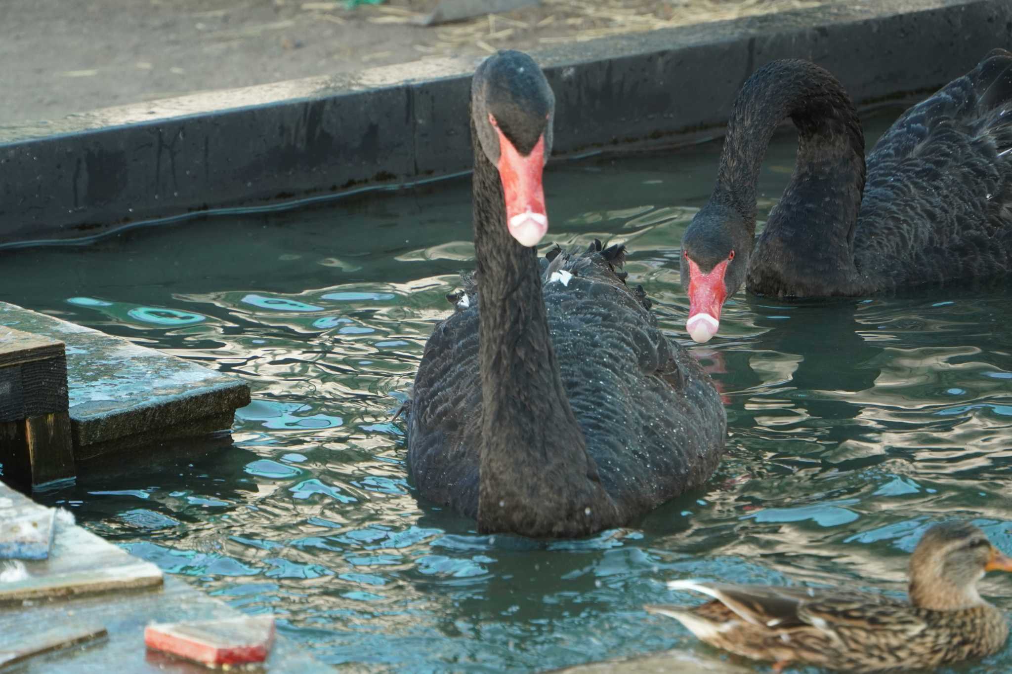 Photo of Black Swan at 富士花鳥園 by 藤原奏冥