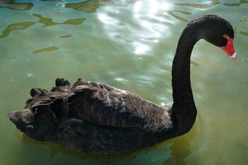 Black Swan 富士花鳥園 Sun, 1/2/2022