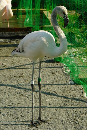 Lesser Flamingo 富士花鳥園 Sun, 1/2/2022