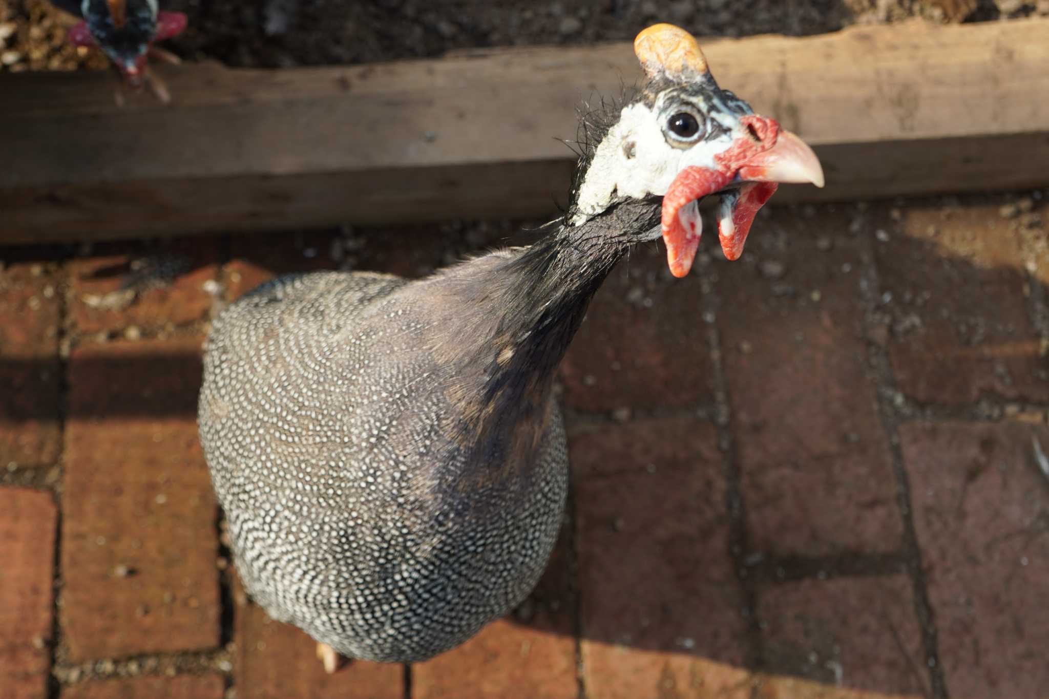 Photo of Helmeted Guineafowl at 富士花鳥園 by 藤原奏冥