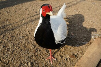 Silver Pheasant 富士花鳥園 Sun, 1/2/2022