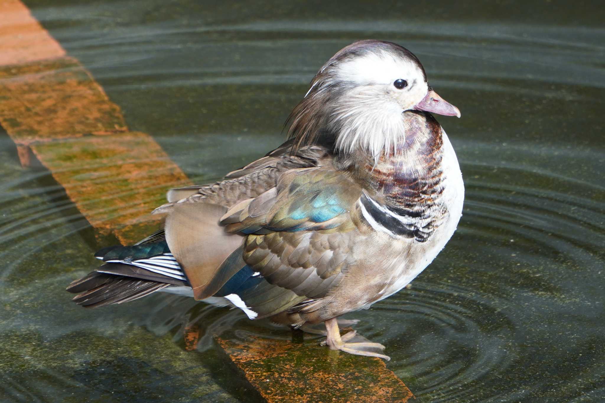 Photo of Mandarin Duck at 富士花鳥園 by 藤原奏冥