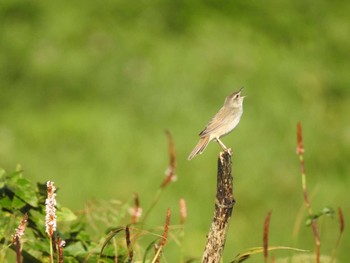 Middendorff's Grasshopper Warbler