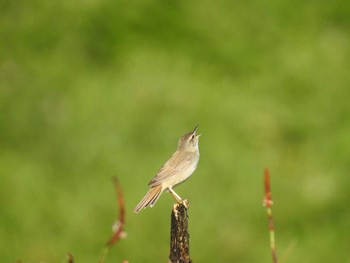 Middendorff's Grasshopper Warbler 礼文島 Unknown Date