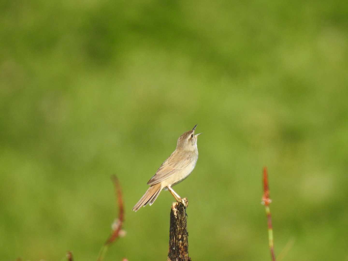 Photo of Middendorff's Grasshopper Warbler at 礼文島 by はやぶさくん