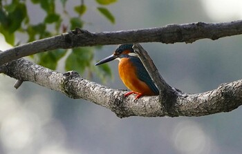 2022年1月15日(土) 天王寺公園(大阪市)の野鳥観察記録