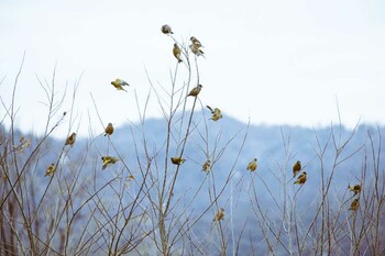 2022年1月15日(土) 桂川の野鳥観察記録