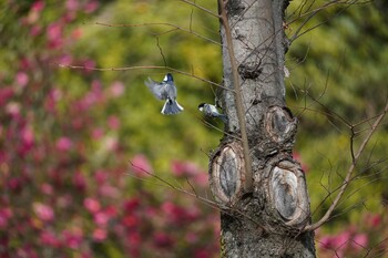 2022年1月15日(土) 大蛇ヶ池の野鳥観察記録