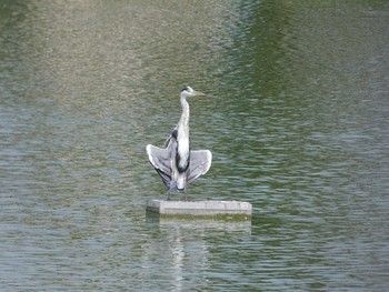 Grey Heron 万代池 Mon, 7/24/2017