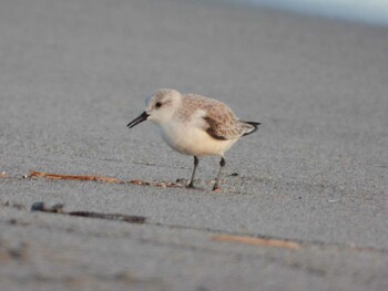 Sanderling 浜名湖 Sat, 1/15/2022