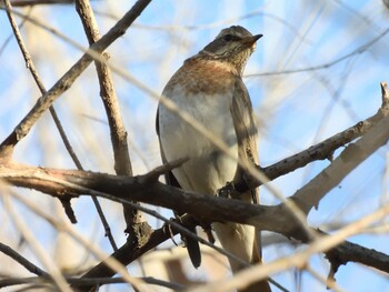 Red-throated Thrush 北海公園(北京) Sat, 1/15/2022