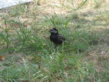 White-cheeked Starling 万代池 Mon, 7/24/2017