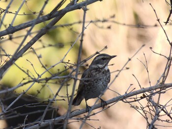 Dusky Thrush 北海公園(北京) Sat, 1/15/2022