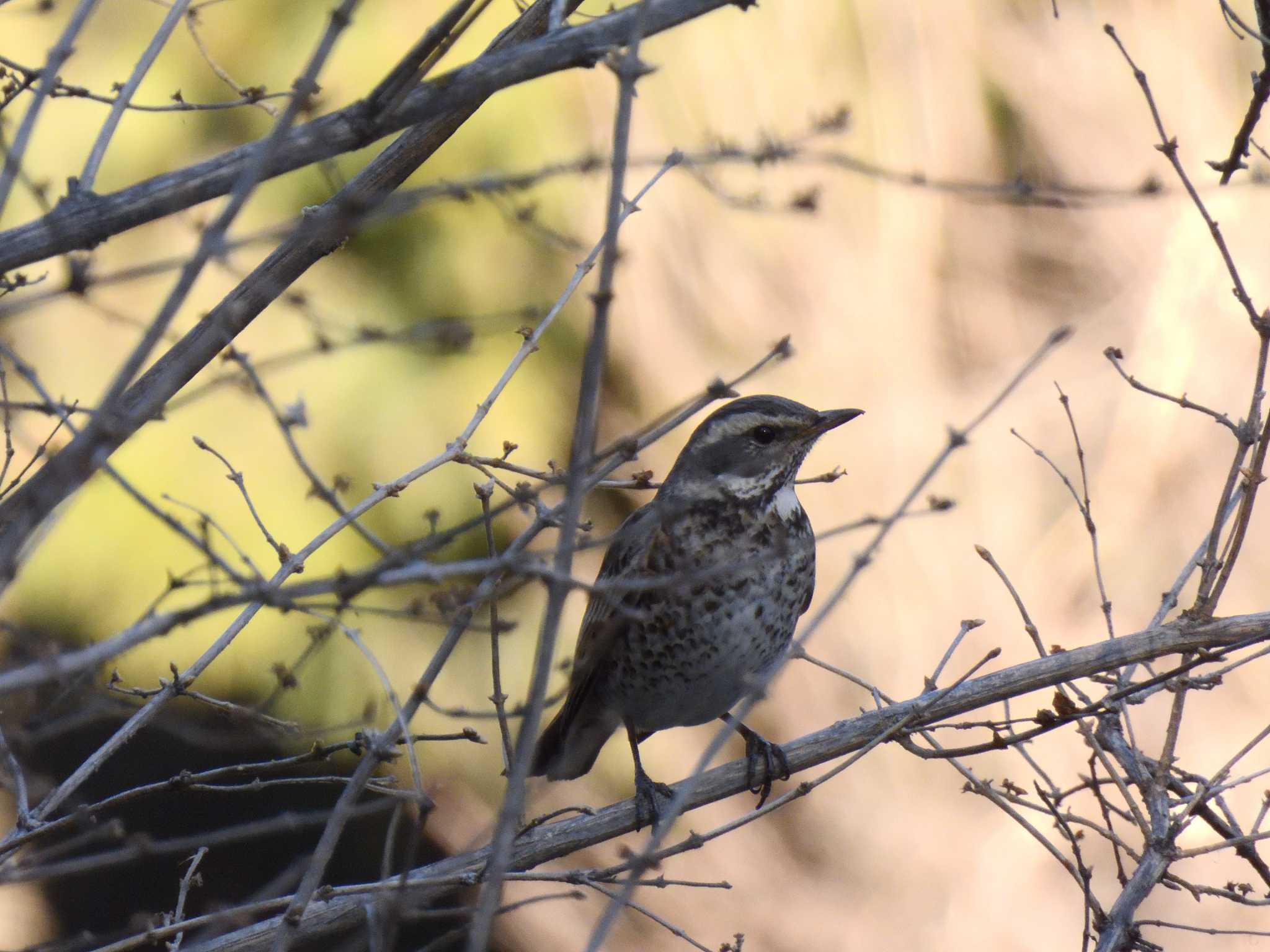 Dusky Thrush