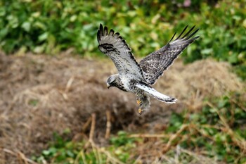 Rough-legged Buzzard Unknown Spots Sat, 1/15/2022