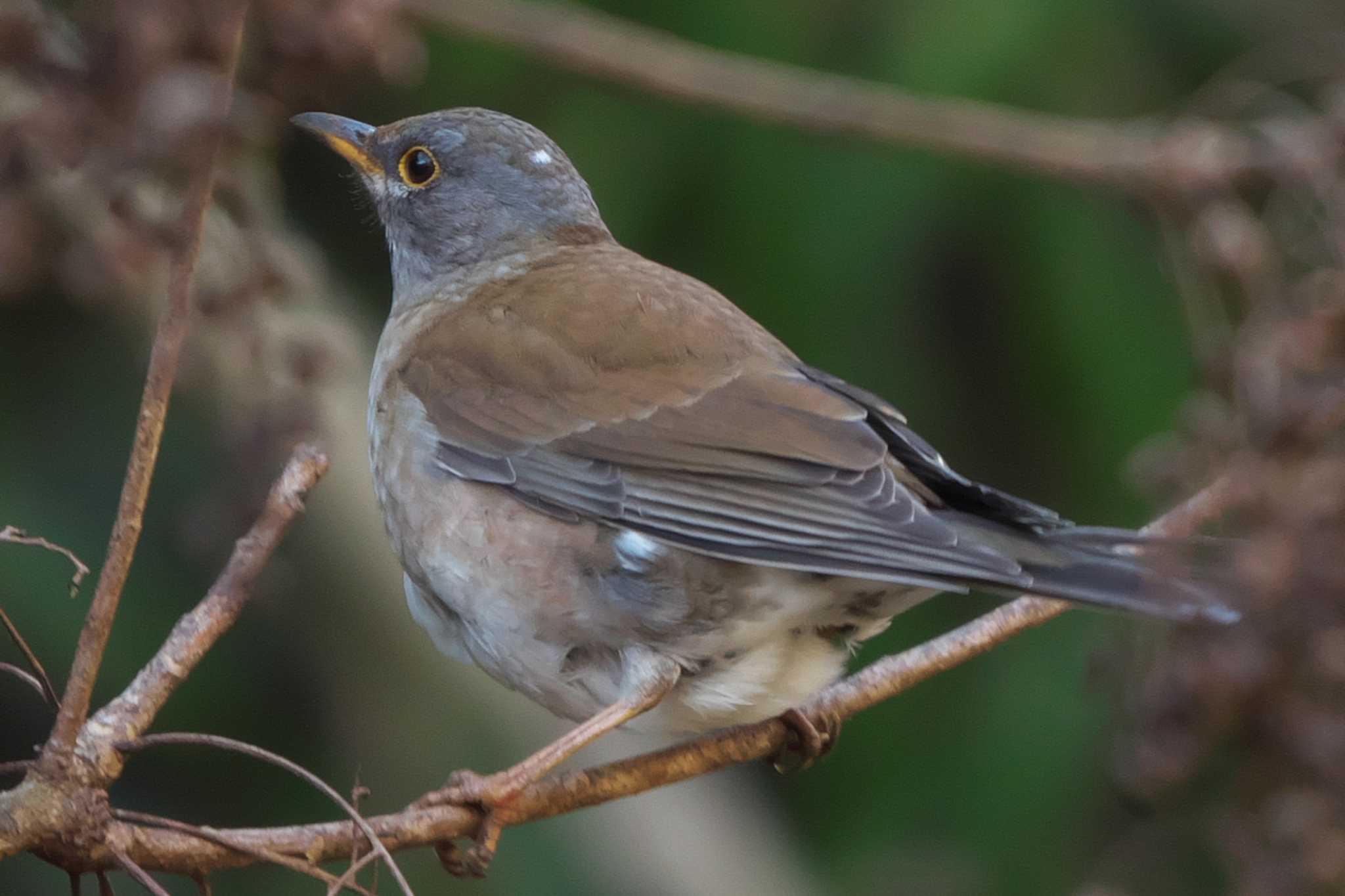 Photo of Pale Thrush at 池子の森自然公園 by Y. Watanabe