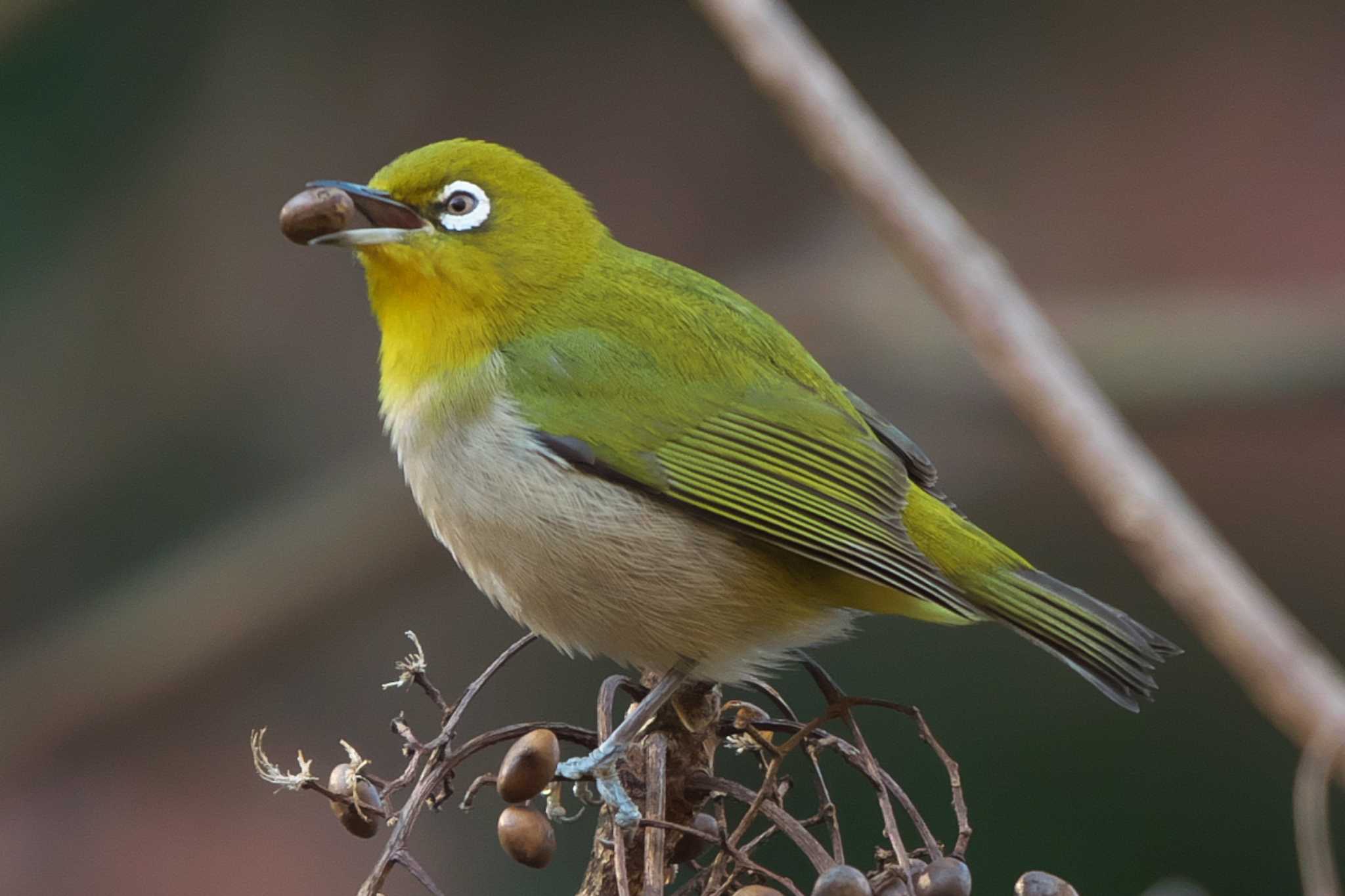 Photo of Warbling White-eye at 池子の森自然公園 by Y. Watanabe