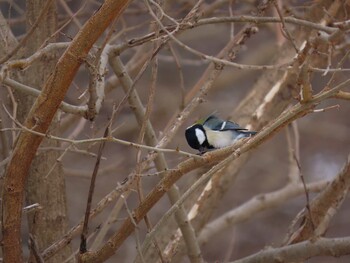 2022年1月15日(土) 大羽根緑地の野鳥観察記録