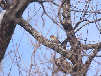 アトリ 中之島公園(三重郡菰野町) 2022年1月15日(土)