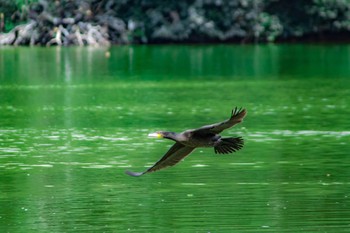 Great Cormorant 橿原神宮深田池 Sat, 7/22/2017