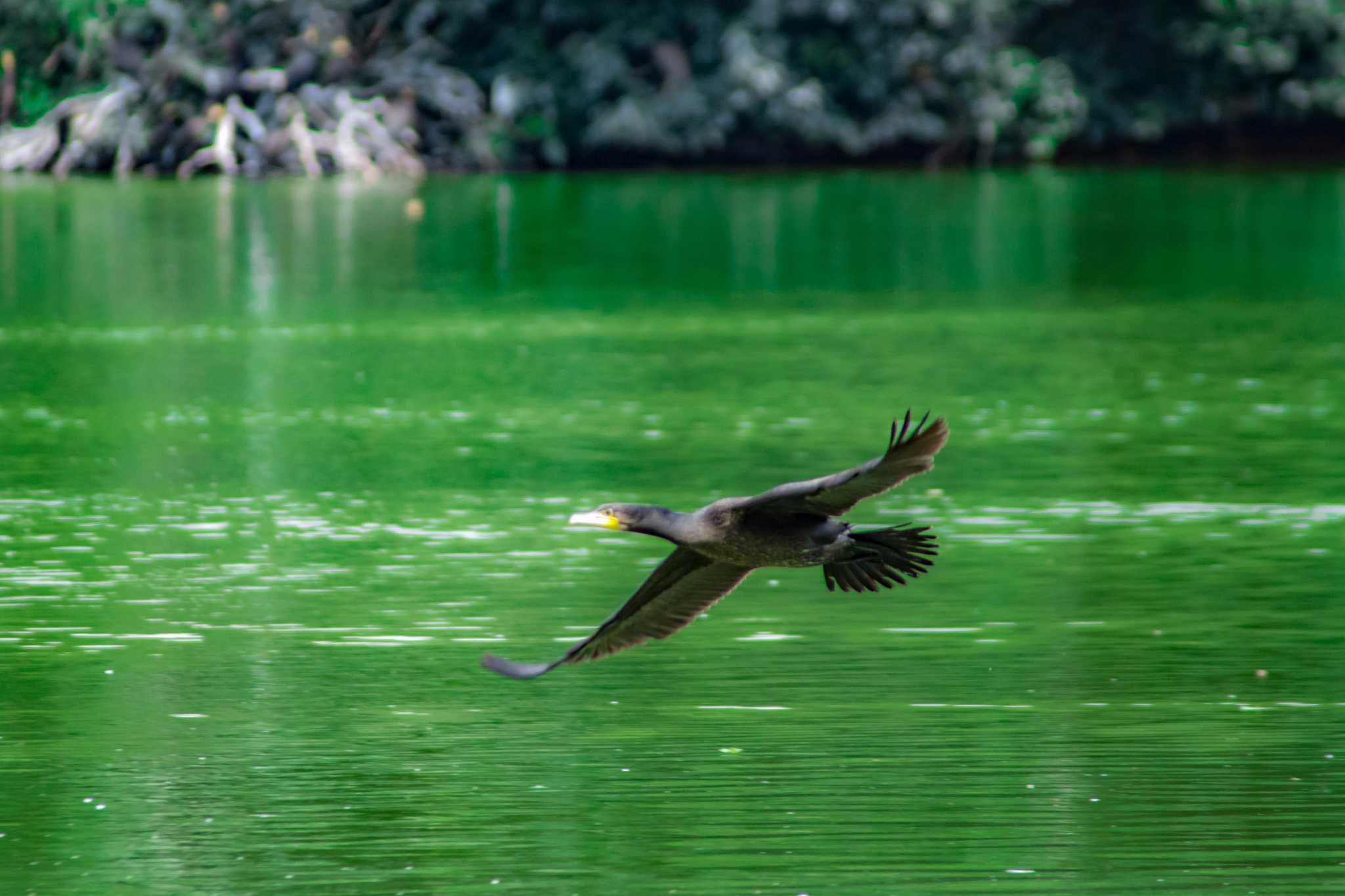 橿原神宮深田池 カワウの写真 by tatsuya