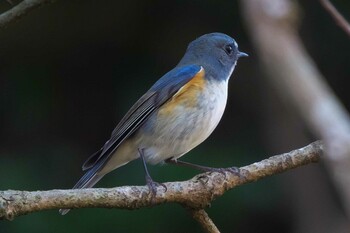 2022年1月5日(水) 池子の森自然公園の野鳥観察記録