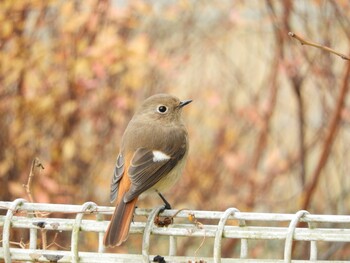 2022年1月15日(土) 木津川市の野鳥観察記録