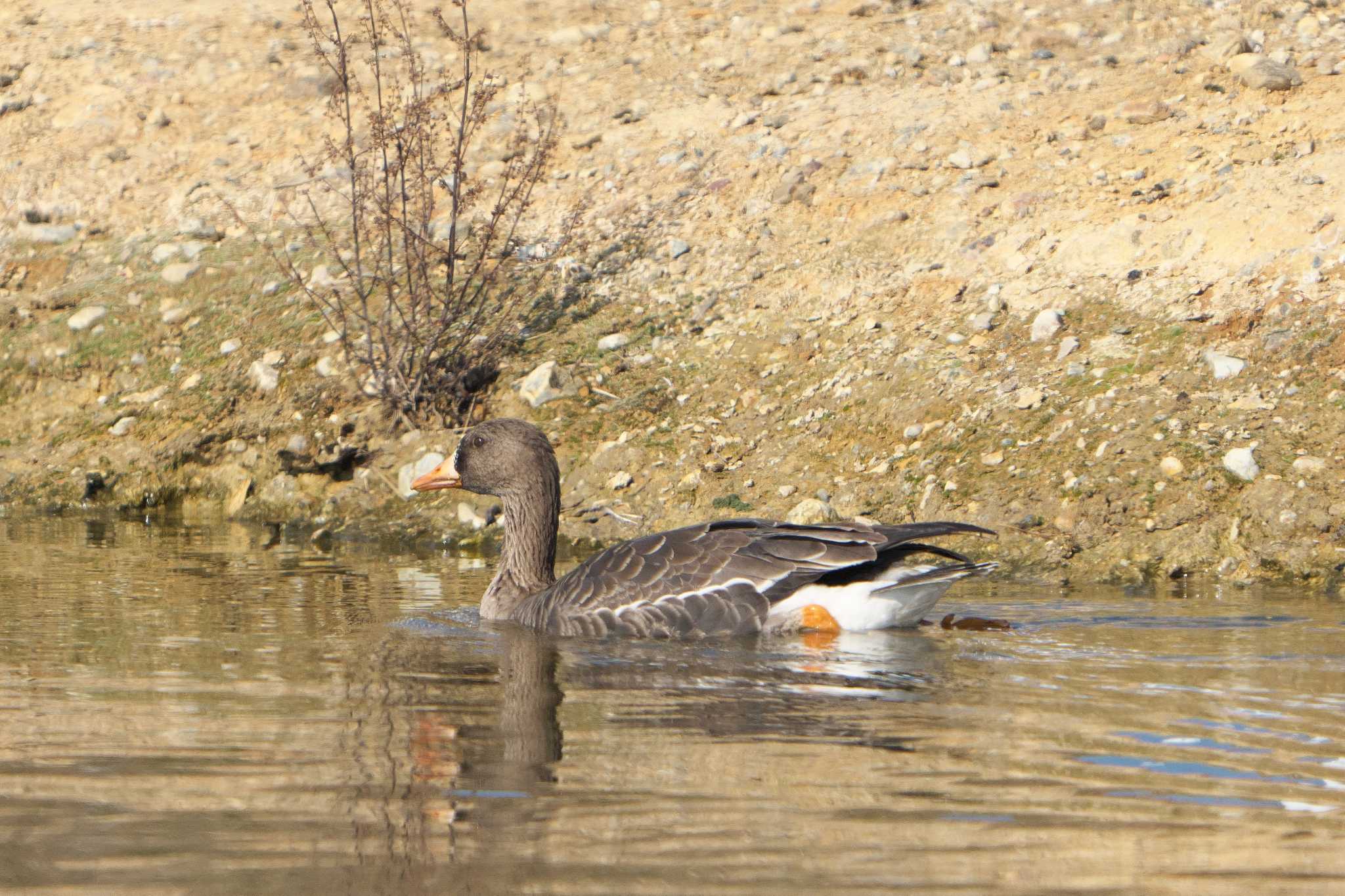 Greater White-fronted Goose