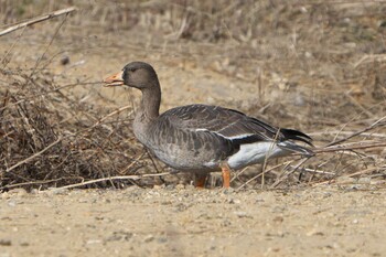 Mon, 1/10/2022 Birding report at 神戸市西区