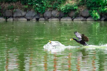 Great Cormorant 橿原神宮深田池 Sat, 7/22/2017