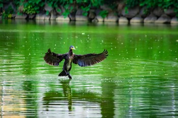 Great Cormorant 橿原神宮深田池 Sat, 7/22/2017