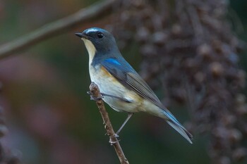 2021年12月22日(水) 池子の森自然公園の野鳥観察記録