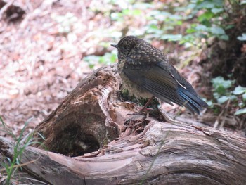 Red-flanked Bluetail 編笠山 Sat, 7/22/2017