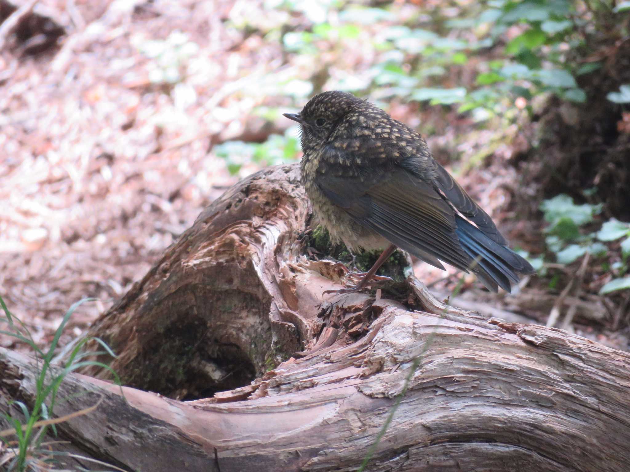 Photo of Red-flanked Bluetail at 編笠山 by Bo-zai